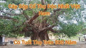 Tham Quan Cây Sộp Cổ Thụ Độc Nhất Việt Nam ( Xã Xuân Lộc H. Sông Cầu T. Phú Yên )