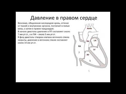 Оценка нижней полой вены при абдоминальном ультразвуковом исследовании  Лекция