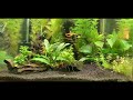 The morning show in Dennerle nano cube 60 L fish tank