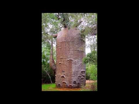 Βίντεο: Ποιο είναι το μεγαλύτερο κούτσουρο δέντρου στον κόσμο;
