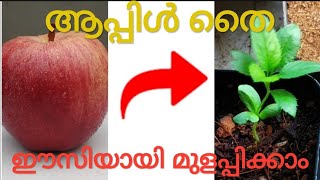 ആപ്പിൾ തൈ വളരെ എളുപ്പത്തിൽ മുളപ്പിച്ചെടുക്കാം.how to grow apple tree from seeds