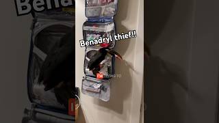 Toucan steals Benadryl