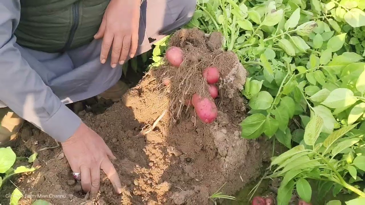 Potato variety Punjab Red 90 days crops. Gill Agro Farm Mian Channu. 03007923223.....