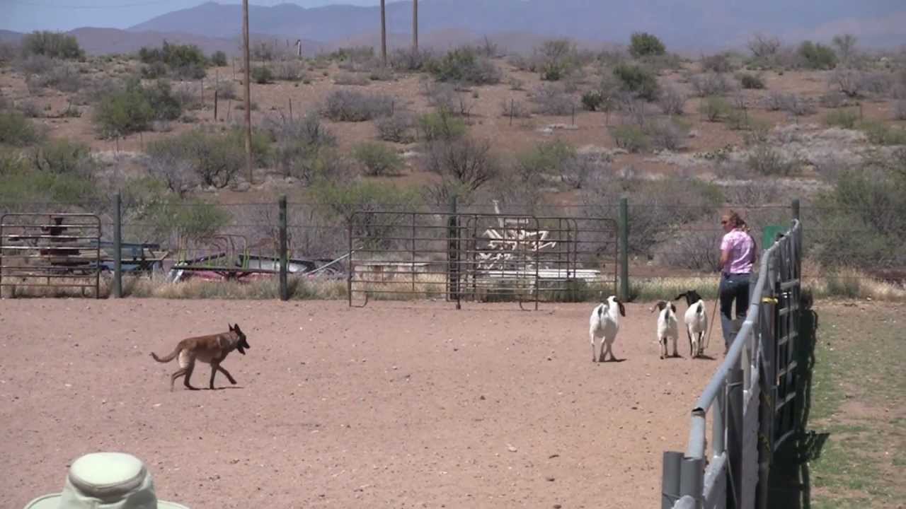 Phendi Herding TrialDog Training Tucson YouTube