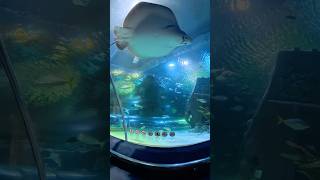 Download Lagu Sting rays,shark,KLC Malaysia aquarium, Marine life #shorts #holidays MP3 Download Lagu Sting rays,shark,KLC Malaysia aquarium, Marine life #shorts #holidays MP3