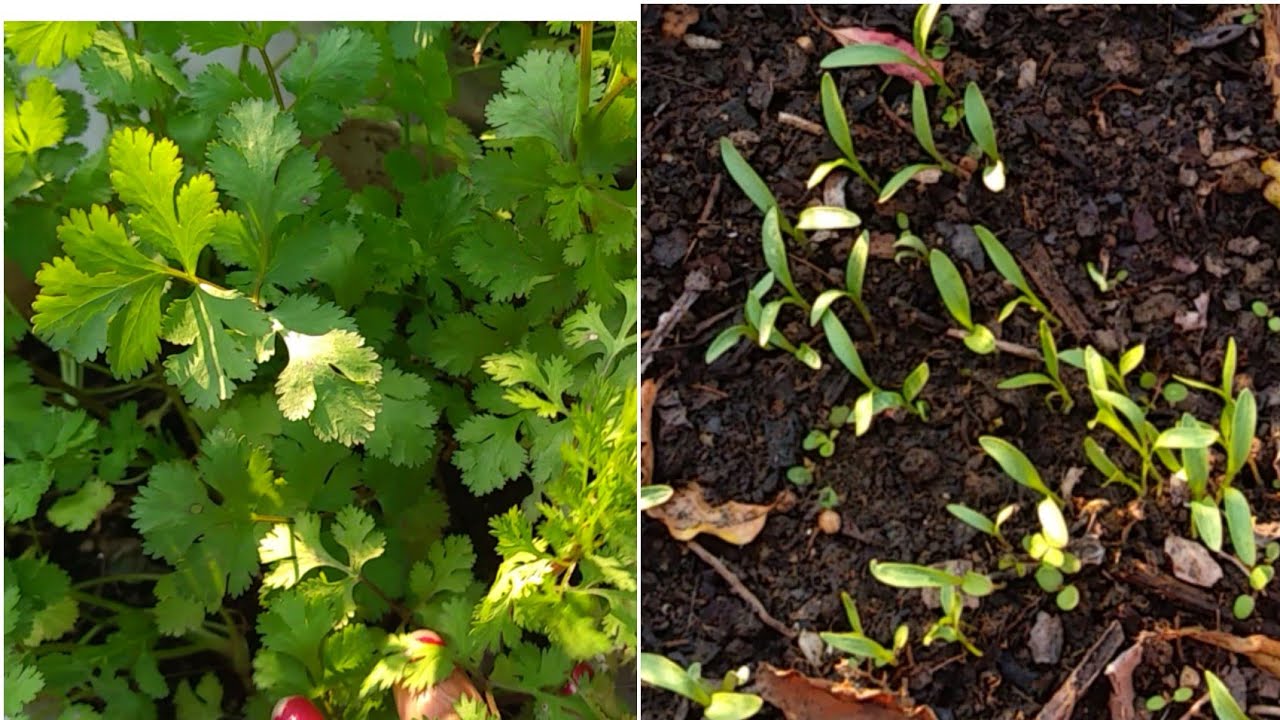 How To Grow Coriander In Container How To Grow Coriander In Small pot