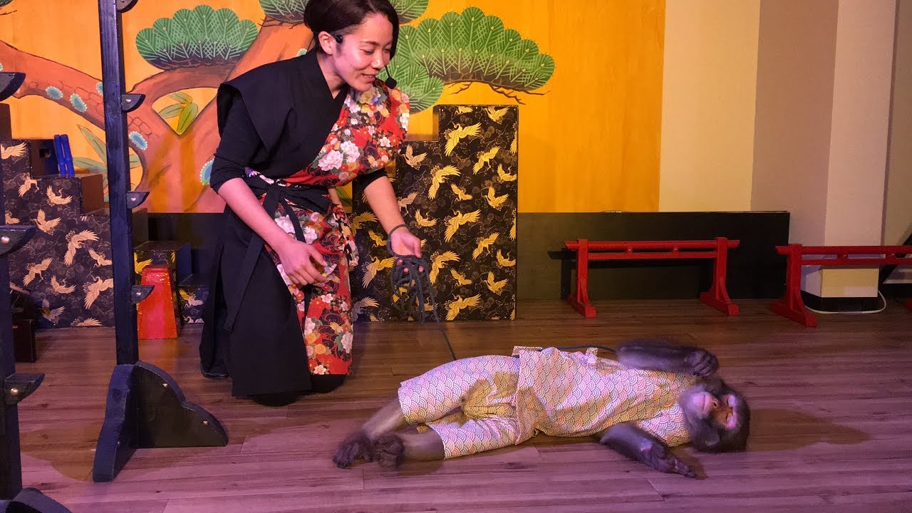 149万再生突破🎉【日本伝統芸能 厳島劇場 猿回し キングくん】