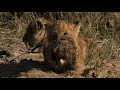 WE SafariLive- The new cubs meet the Birmingham Pride for the first time!