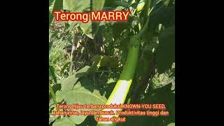 Terong Marry, Tahan virus, layu dan busuk, Produksi Tinggi, produk terbaru dari KNOWN-YOU SEED