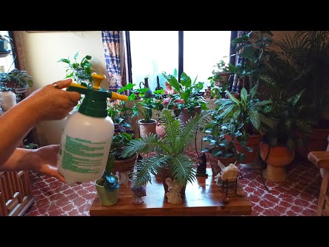 Video: Reglas Para Regar Plantas De Interior, El ABC De Un Jardín Doméstico - 3