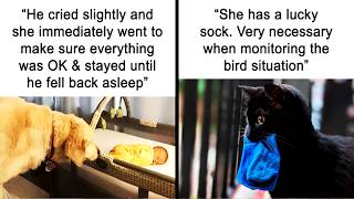 Hilarious Animal Memes To Leave You Cackling Like A Hyena