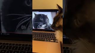 Oh Long Johnson Cat And Hershey