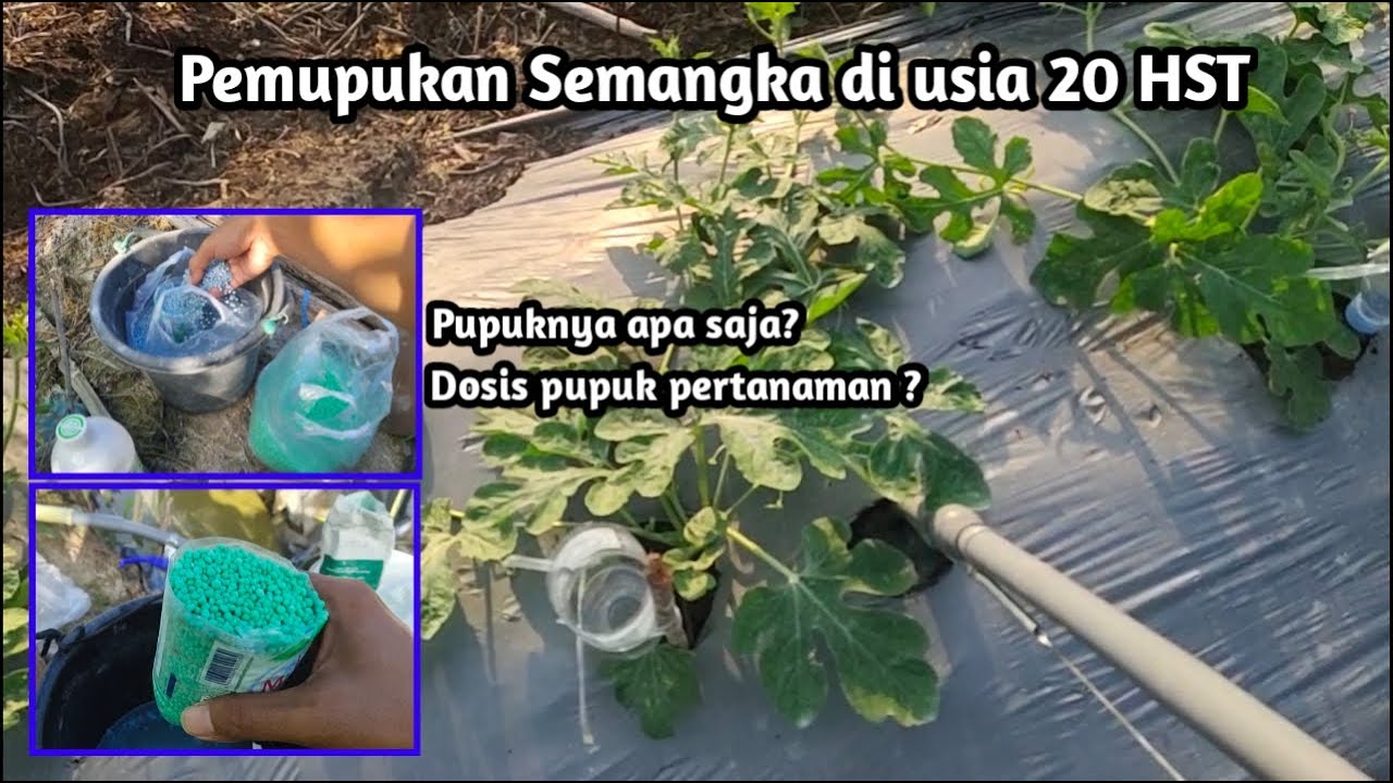 Pemupukan semangka di usia 20 HST ( Semangka INDEN F1 )