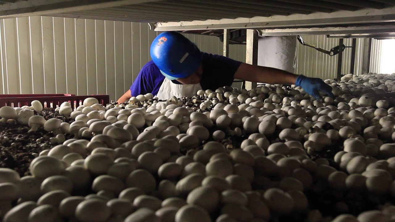 Highline Mushrooms, Leamington YouTube