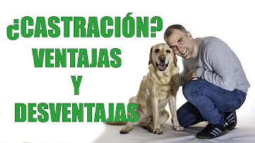 ¿Por qué los perros aumentan de tamaño tras la castración?