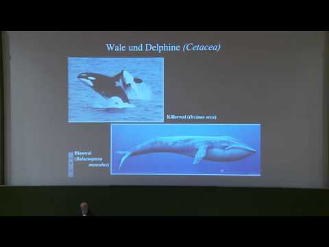 Studium Generale –