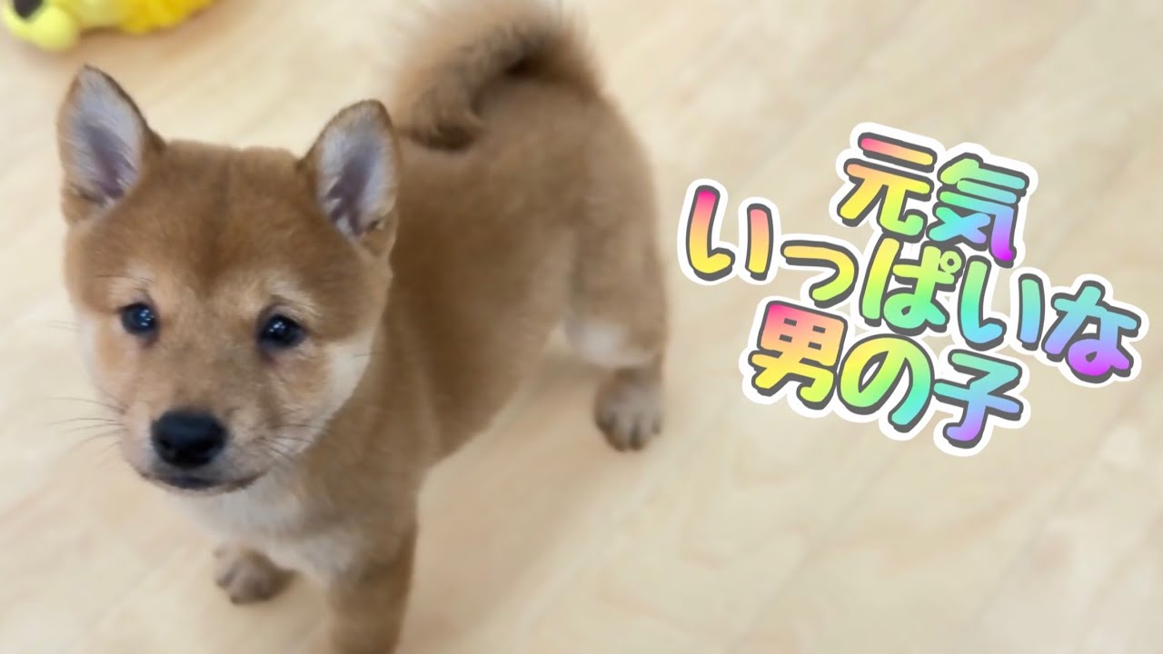 Mameshiba Dog Puppy (Mame Shiba Inu) 9/19 Male (Male) Setsu