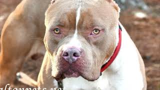 Bully 'Rosay' for adoption at waltonpets.net