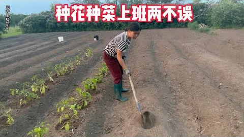 餐館上班的日子，每天早起床種花，晚上下班種菜，上班種菜兩不誤 - 天天要聞