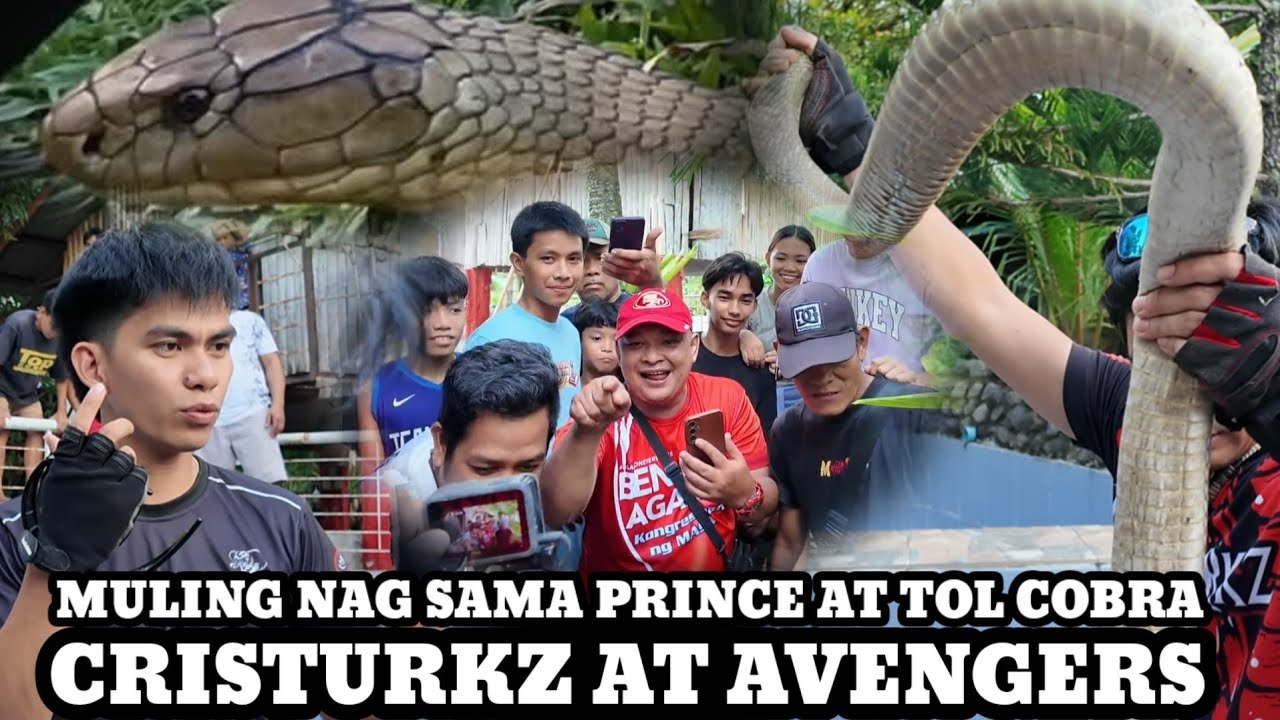 KING COBRA PUMASOK SA BUTAS BINANTAYAN PARA DI MAKA LABAS..