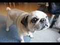 パグのしわ掃除！かゆくてつい足が動いちゃうパグ！Pug