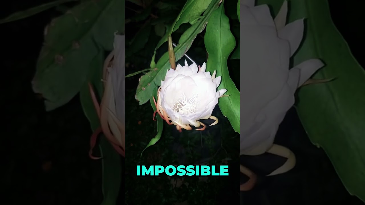 🌸 The World’s Most Expensive Flowers You’ll Never Own! 😱