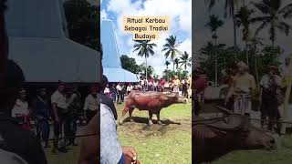 Ritual Kerbau Sebagai Simbol Tradisi Budaya Sumba #budaya #sapi #hewan #indonesia #culture