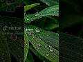 Before and after #youtubeshorts #viral #art #edit #ansar