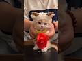 Funny Cats Moments✨😻🌹 #cat #kitten #cute #funny #shorts #Catsology26