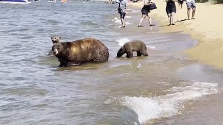 Chill Bears Hanging Out at Beach Are Still Dangerous