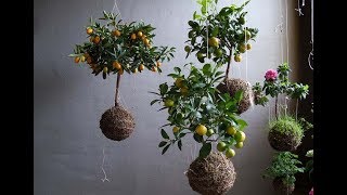 Unique ideas for replacing flower pots and hanging flower baskets