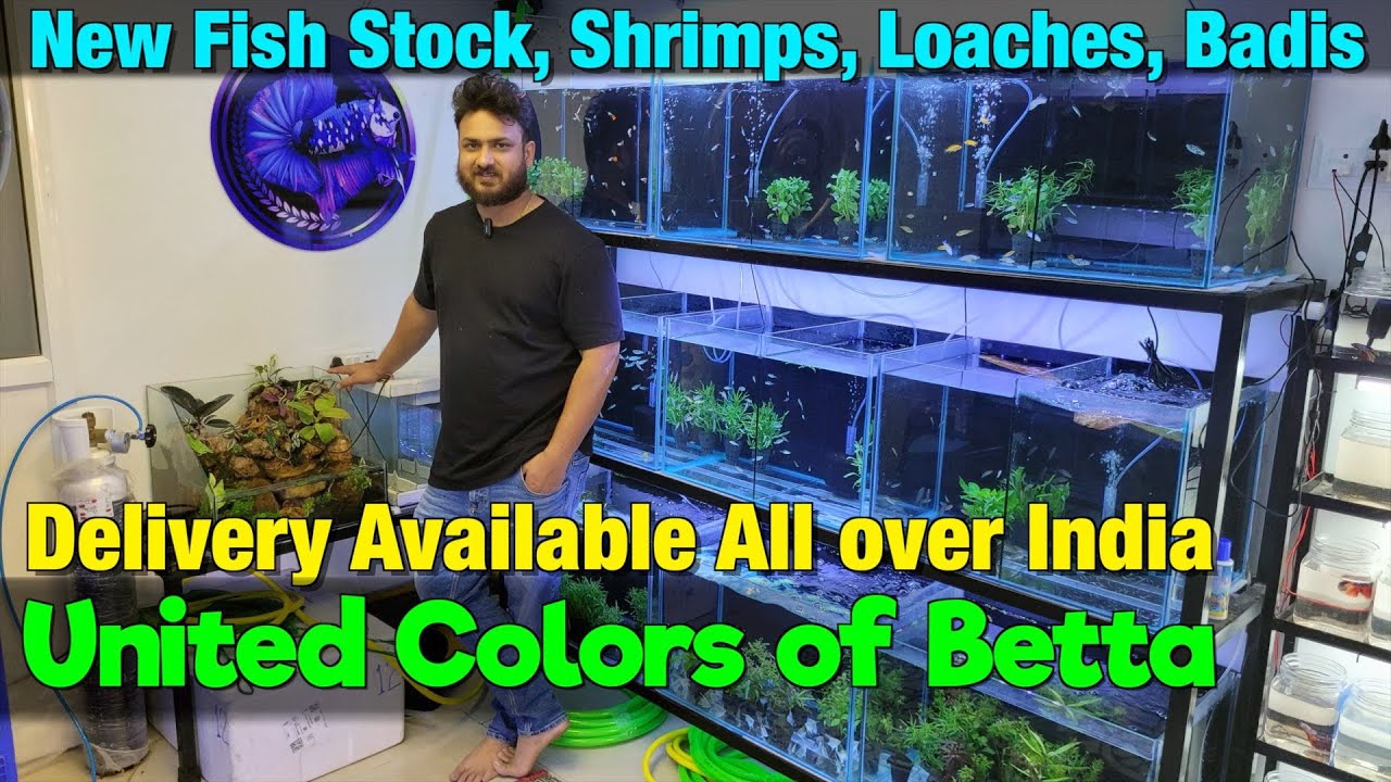 New Fish Stock at United Colors of Betta I Delivery Available All Over India