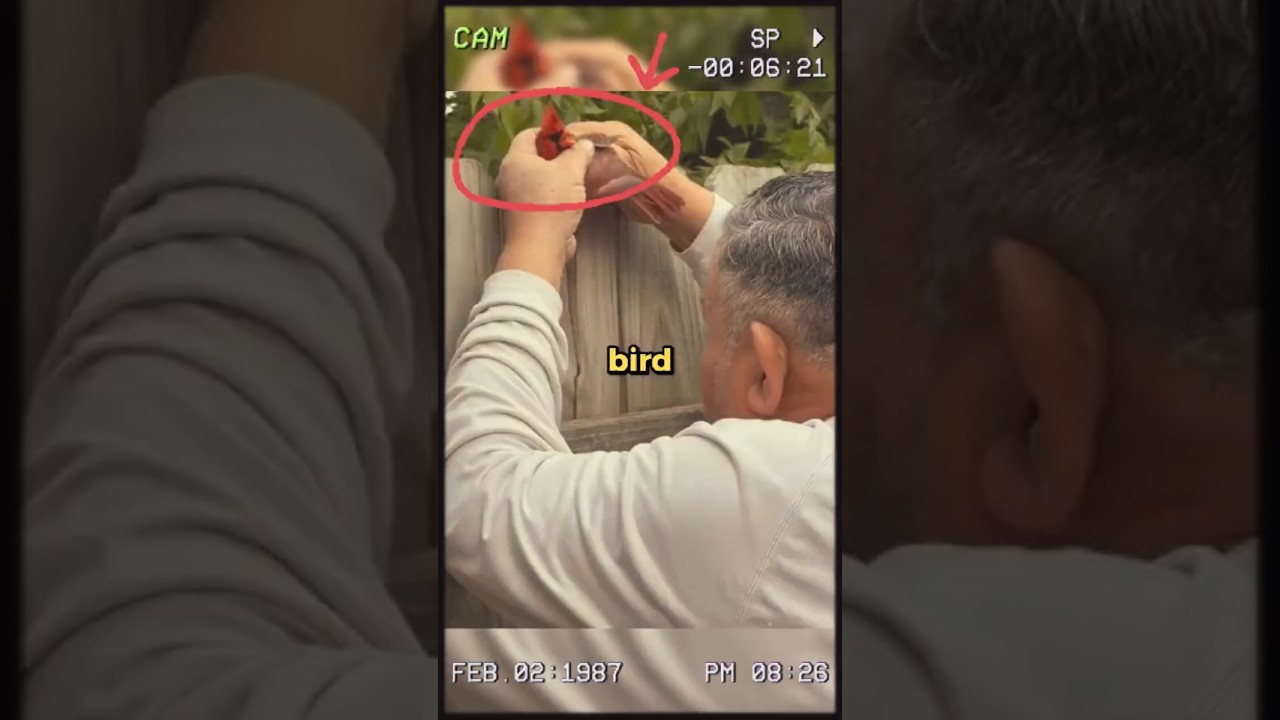 Этот кардинал возвращался каждый день после спасения 🐦❤️