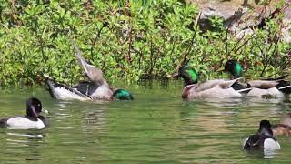 Gays Mallard Ducks Mating