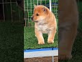 A chubby little cutie with small ears, A chubby little cutie with small ears and a silly mouth #32