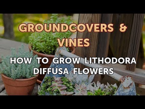 How to Grow Lithodora Diffusa Flowers