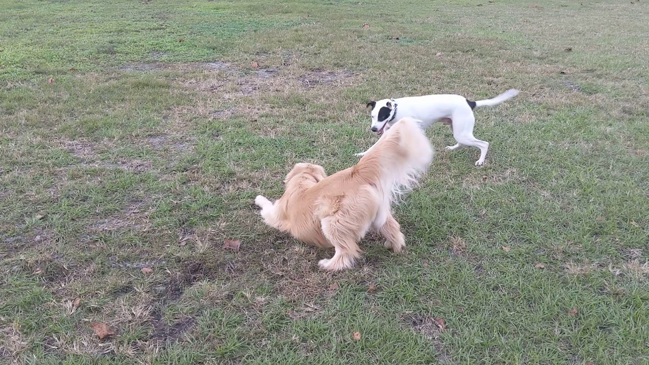 Pixel and the world's most photogenic Golden