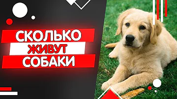 Сколько живут собаки, продолжительность жизни собак