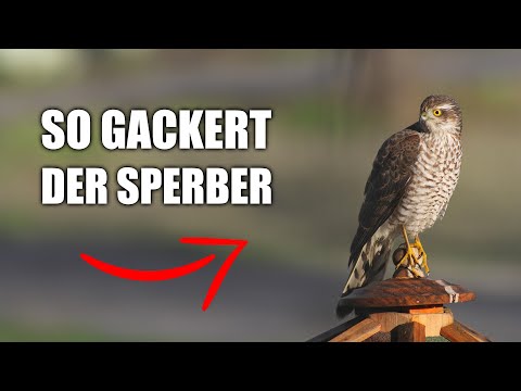 Sperber - Vogelstimmen