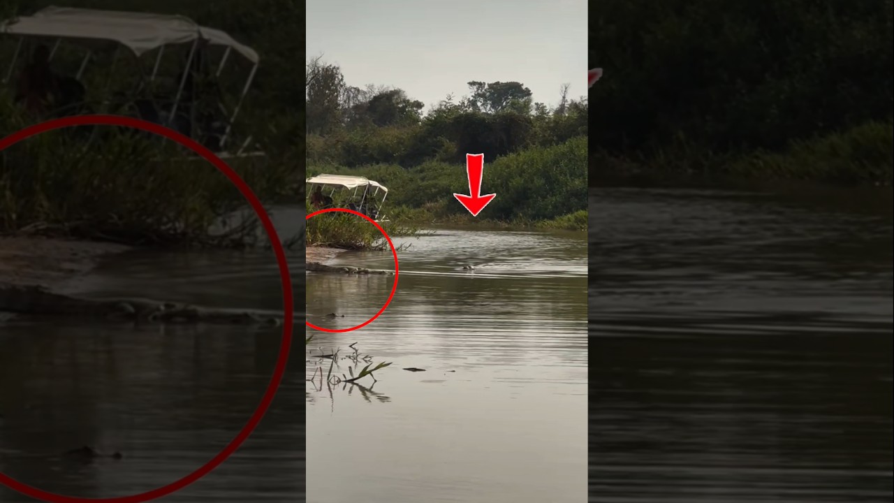 முதலையை தேடிப் போய் வேட்டையாடும் ஜாகுவார்! |Jaguar Hunts Caiman Crocodile Underwater