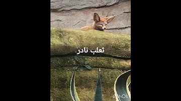 ثعلب نادر جدا 