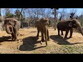 Home Safari - Elephant - Cincinnati Zoo