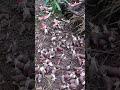 #trending #farming #harvesting #viral #shorts #youtubeshorts #snails @EarthAndSkyDiaries