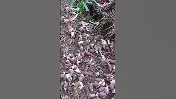 #trending #farming #harvesting #viral #shorts #youtubeshorts #snails @EarthAndSkyDiaries