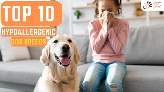 Top 10 Hypoallergenic Dog Breeds for People With Allergies