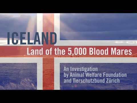 Iceland - Land of the 5,000 Blood Mares