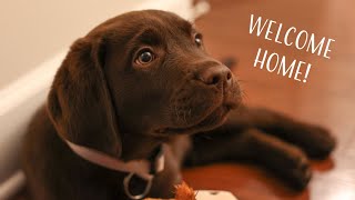 Bringing Home Our Chocolate Lab Puppy Vlog!!! by Vika 62,298 views 3 months ago 4 minutes, 23 seconds