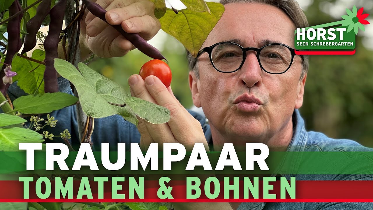 kurkuma dnger Kurkuma