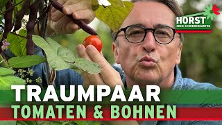 Darum sind Bohnen und Tomaten ideale Partner in der Mischkultur | Horst sein Schrebergarten
