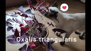 Oxalis Triangularis (or false shamrock) and Alpha The Siamese Cat (music in description).